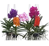 vanda_mix.webp