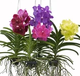 vanda_mix_color_2.webp