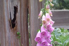 DSC00005.webp