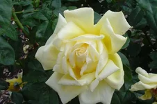 DSC00006.webp