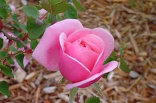 DSC00008.webp