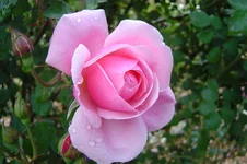 DSC00009.webp