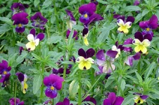 DSC00045.webp