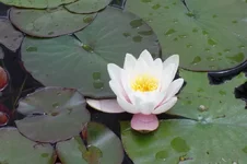 DSC00050.webp