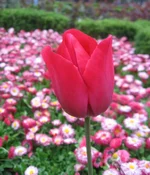 -2009 300.webp