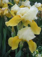 -2009 407.webp
