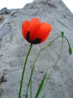 -2009 613.webp