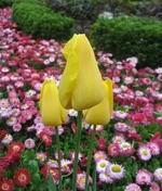 -2009 301.webp
