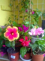 001_000.webp