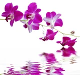 .webp
