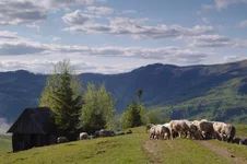 IMGP4392222.webp