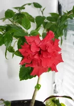 rose1.webp