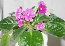 viol.webp