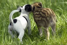 004.webp