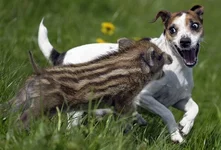 005.webp