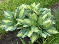 Hosta_Gypsy_Rose11.webp