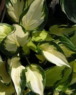 Hosta-Morning-Light.webp