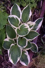 Hosta--Patriot.webp