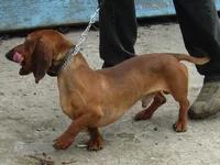 RSCN0483.webp
