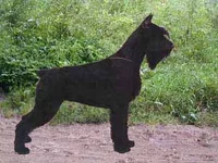 Gloris_Brake_dance.webp