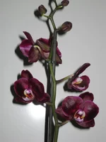 IMG_1356.webp