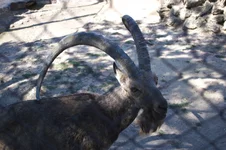 DSC_9923.webp