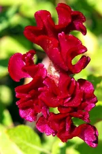 DSC_9964.webp