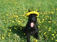 PIC_0005.webp