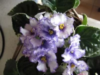 22222 006.webp