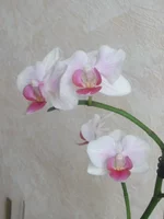 P4100050.webp