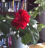 _1.webp