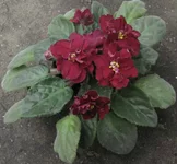 .webp