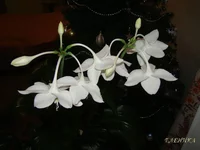 DSC07752.webp