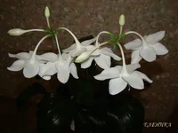 DSC07728.webp