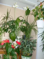 DSC07699.webp