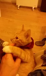 CAM00347.webp