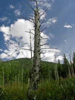 035-768x1024.webp
