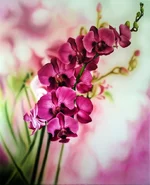 1сжат.webp