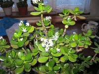 IMG_2436.webp