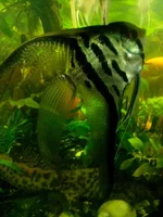 .webp