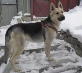  в шлейке-2.webp