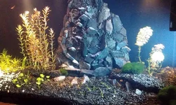 IMAG1299.webp