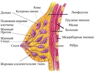 grud(1).jpg