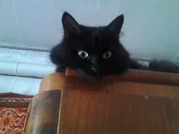 P-котээ.webp