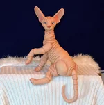 cat-13-2.webp