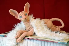 cat-13-9.webp