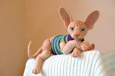 cat-13-11.webp