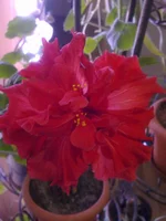 1082.webp
