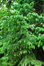 DSC_5152.webp