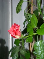 P1020536.webp